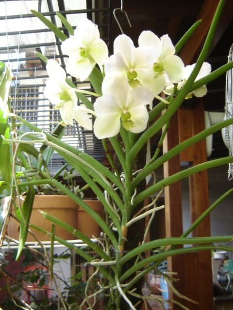 Vanda_Andres-montes.jpg