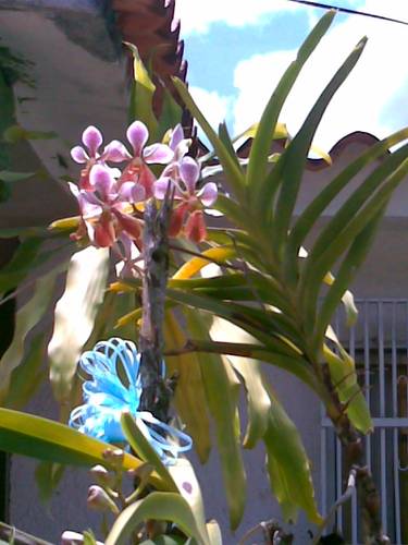 vanda_angelina.jpg