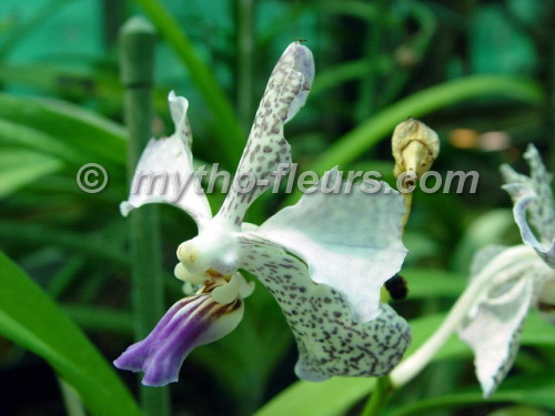 vanda_gilbert_triboulet_hyb_primaire_3.JPG