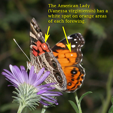 Vanessa-virginiensis-label.jpg