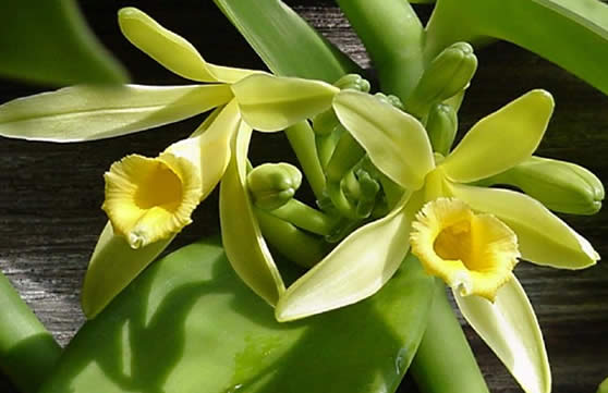 vanilla-planifolia.jpg