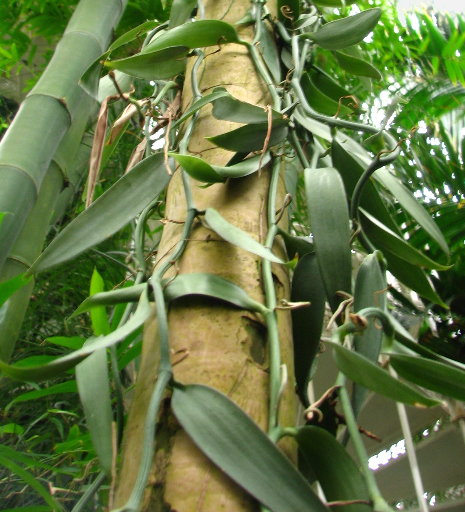 Vanilla_planifolia3.jpg