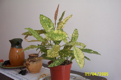 var.%20039.jpg