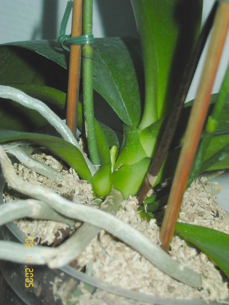 vara%20nueva%20phal%20morada.jpg