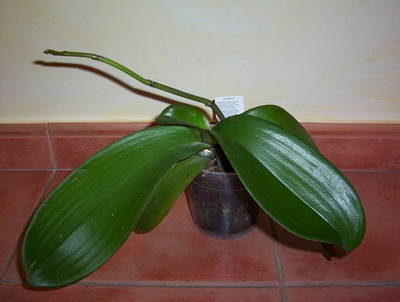 Varas_2006.jpg