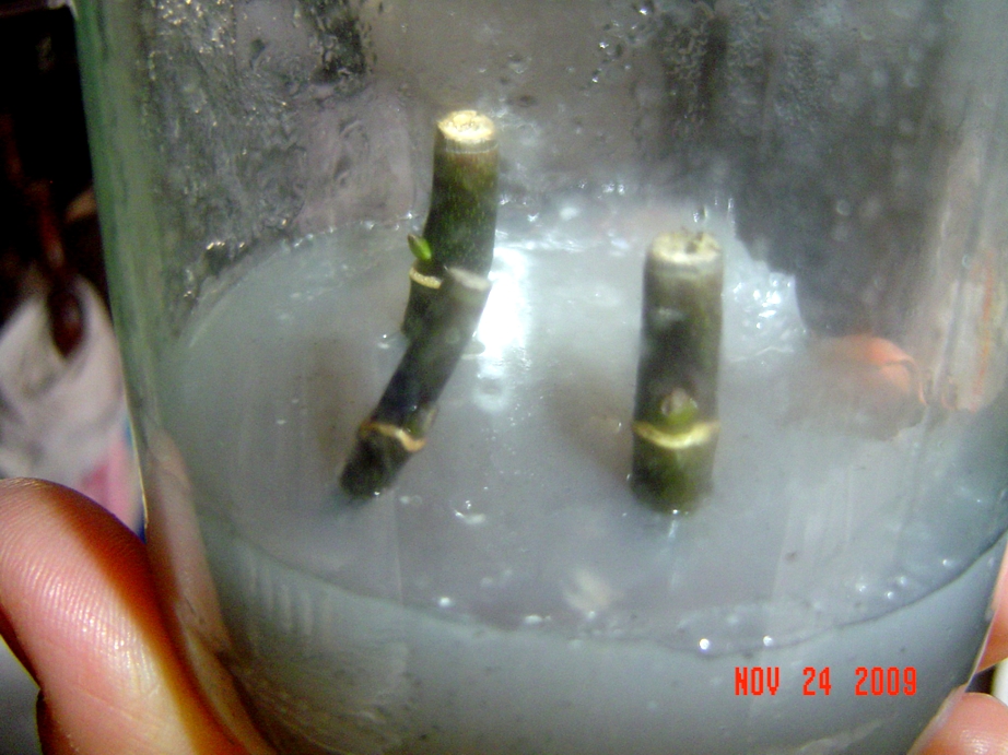 Varas_in_vitro_con_posibles_hongos_.jpg