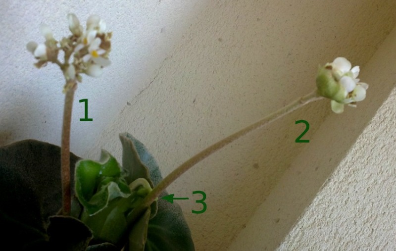 varasvenosa04082012.jpg