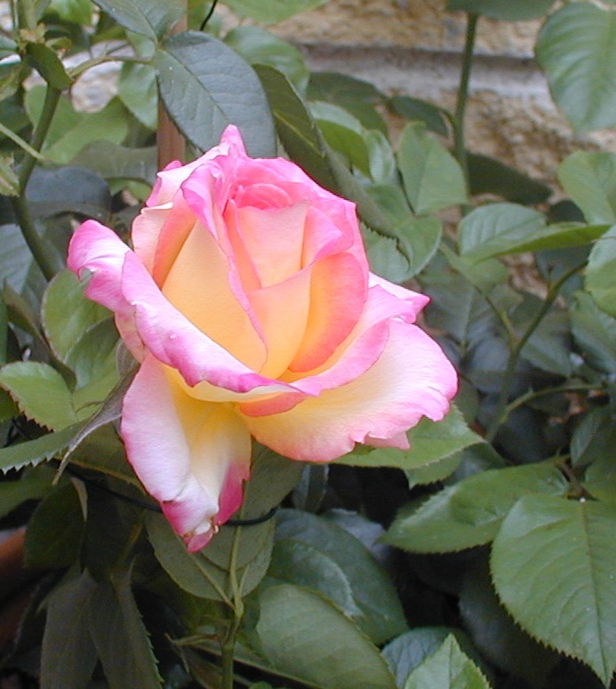varias003.jpg