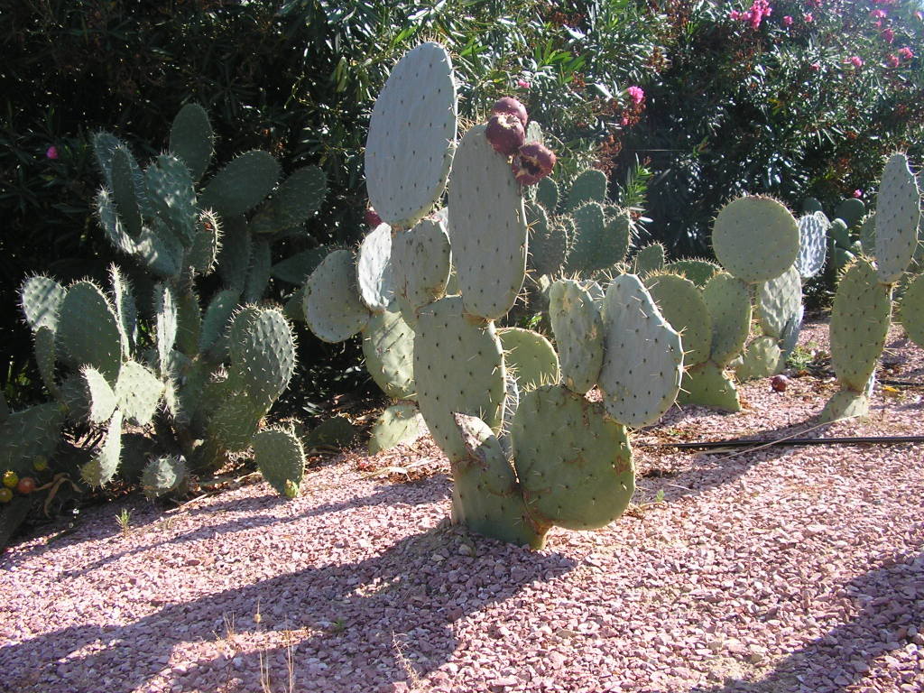 varias114.jpg