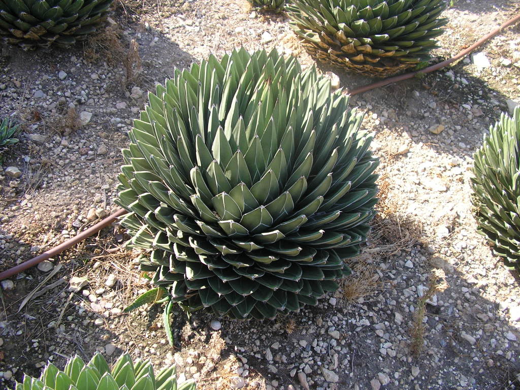 varias156.jpg