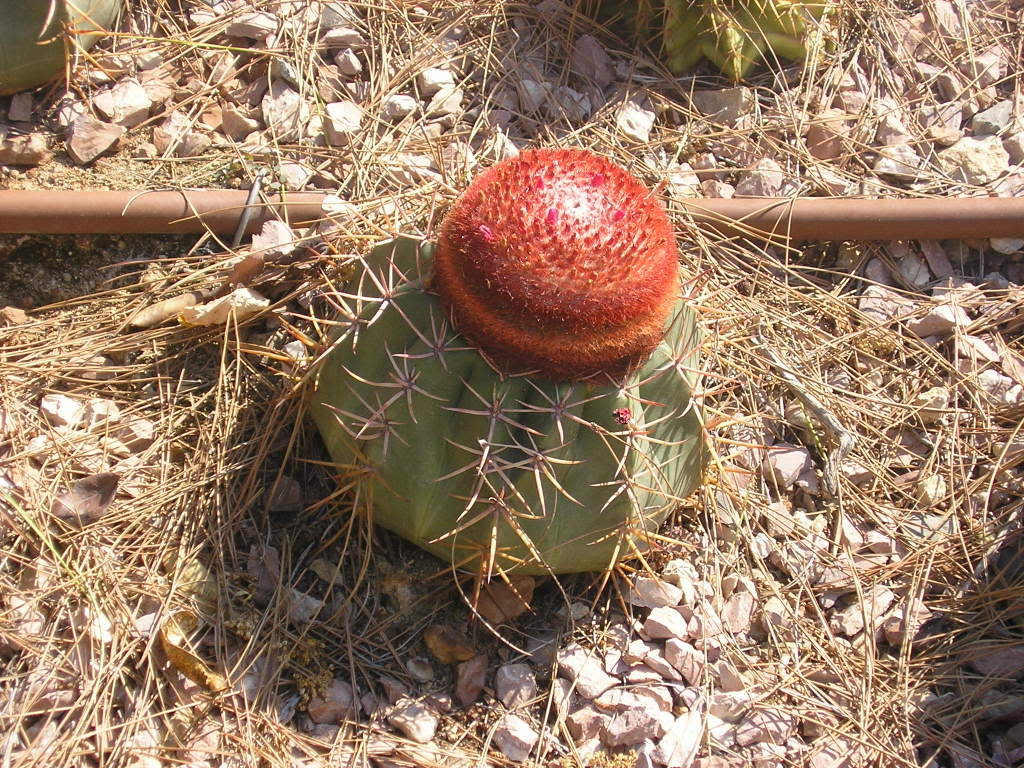 varias159.jpg