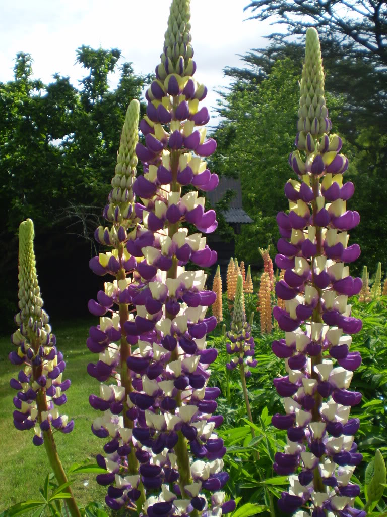 variasvivi018.jpg