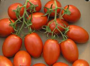 Variedad-de-tomate-Romaw.jpg