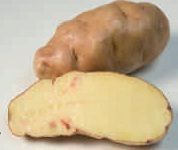 variedad-fina-de-gredos.jpg