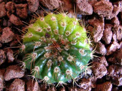 Variegada.jpg