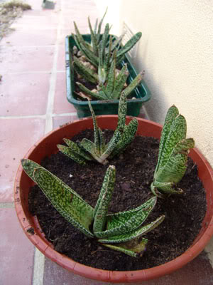 variegatas1.jpg