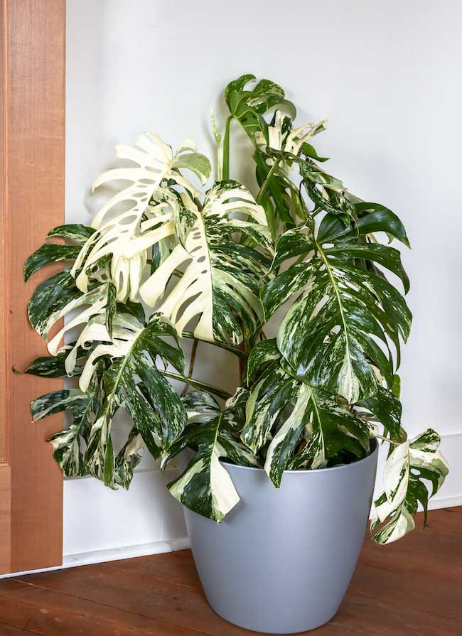 variegated-monstera-albo-variegata-variegated-indoor-plants-pistils-nursery-6.jpg
