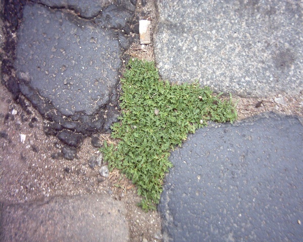 variesBarri_006_.jpg