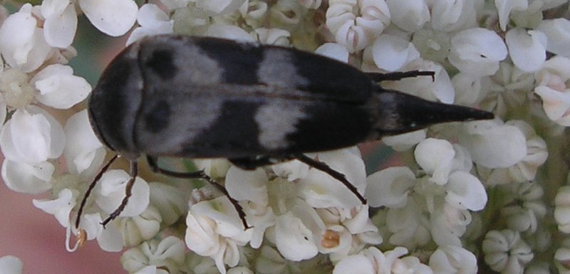 Varimorda%20sp_10230.jpg