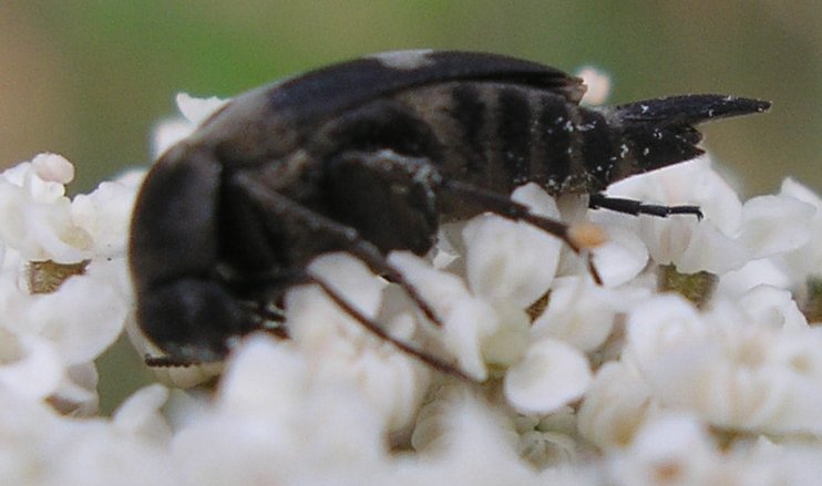 Varimorda%20sp_10231.jpg
