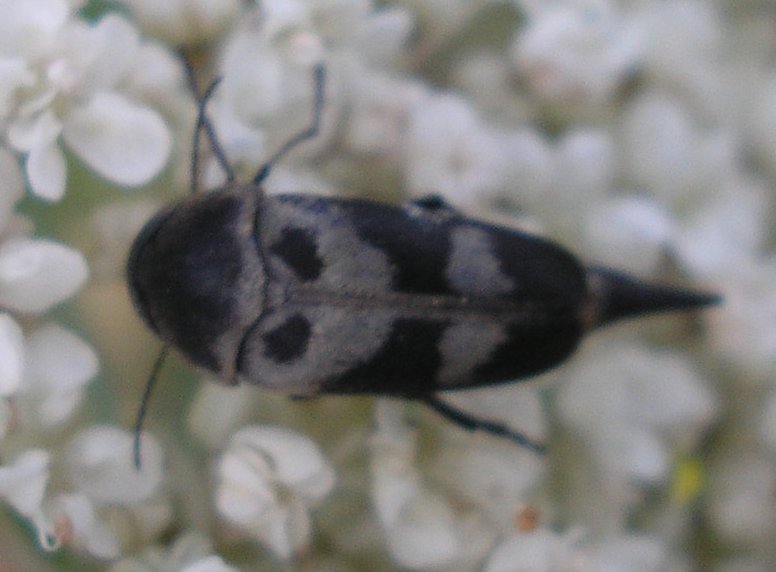 Varimorda%20sp_10232.jpg