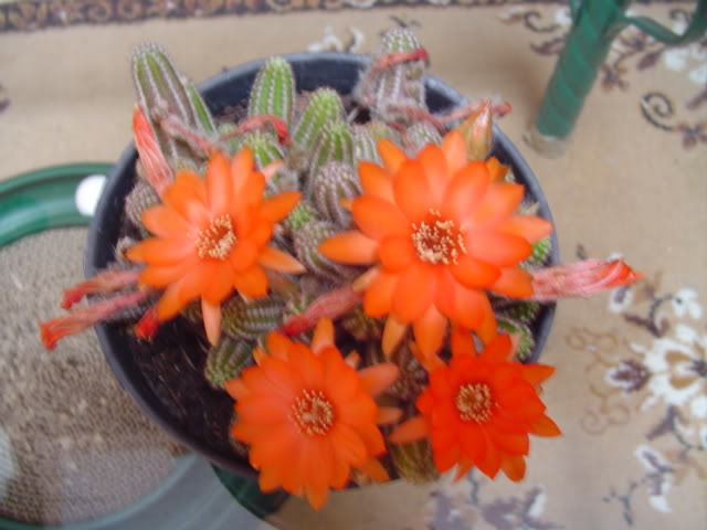 varios039.jpg