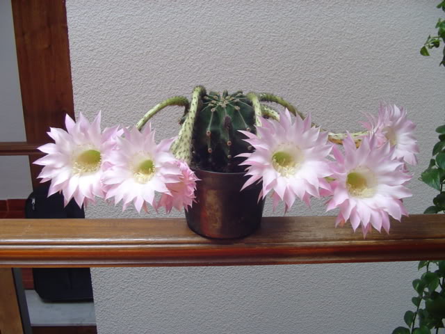varios044.jpg