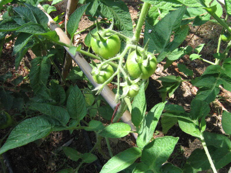 varios2005_0017_1.jpg