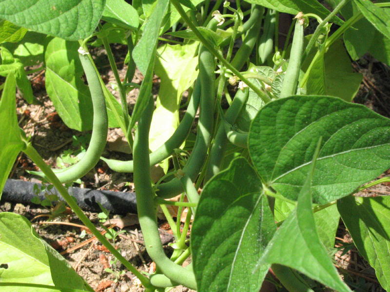 varios2005_0018_1.jpg