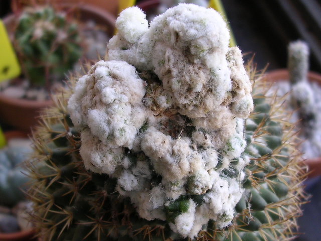 Varios_2_002.jpg