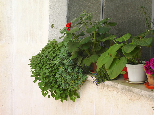 varis%20006.jpg