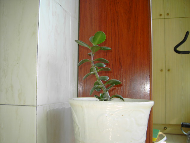 varis%20012.jpg
