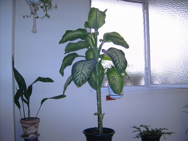 varis%20016.jpg