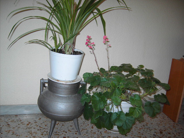 varis%20018.jpg