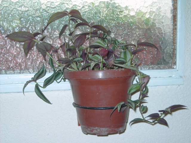 varis%20019.jpg