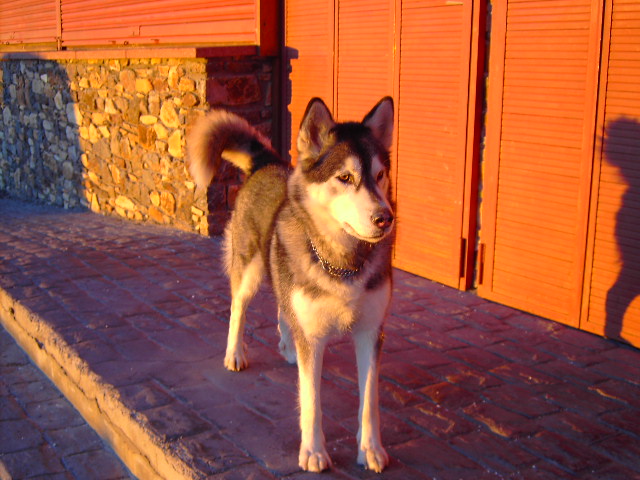 varis%20026.jpg