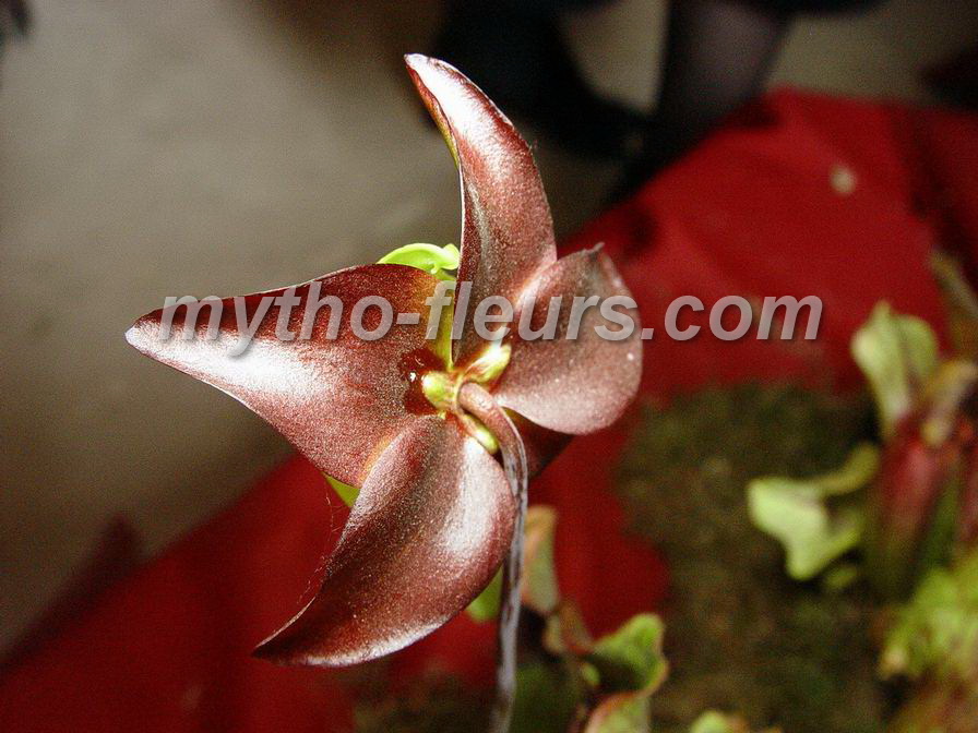 varius_sarracenia_purpurea_hyb_2.JPG