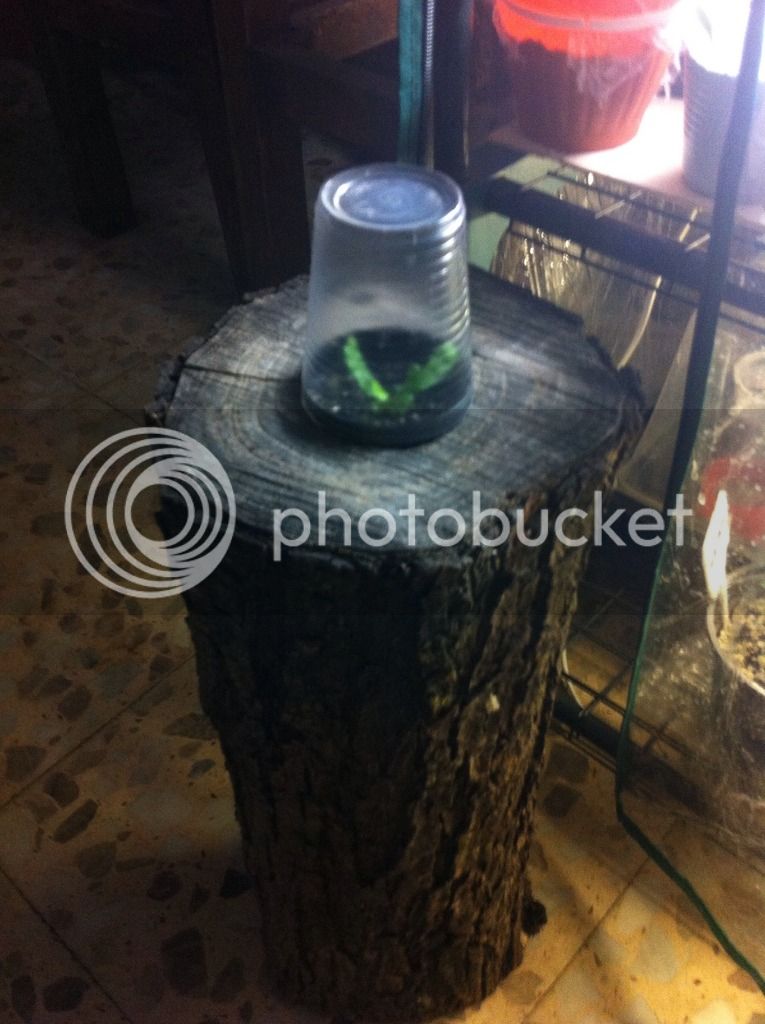 vaso_zpsbg5ahwqb.jpg