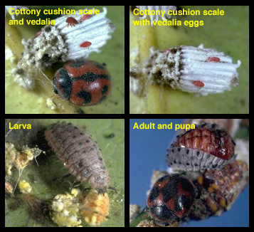 vedalia_beetle.jpg