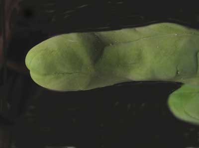 vegacactusanvitel.jpg