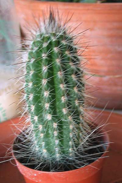 vegacactusbailarina.jpg