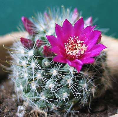vegacactusdent119.jpg