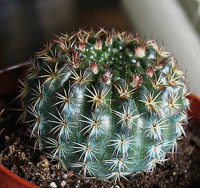 vegacactusdent120.jpg