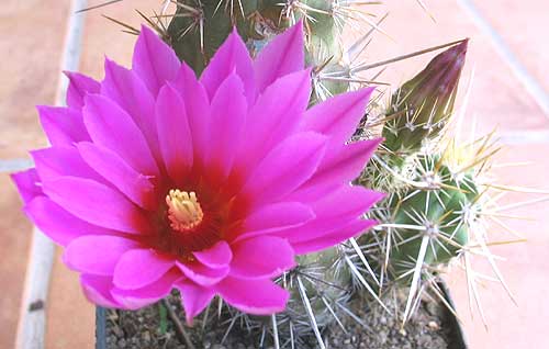 vegacactusflor38.jpg