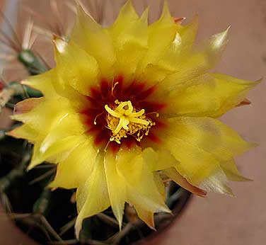 vegacactusflor39.jpg