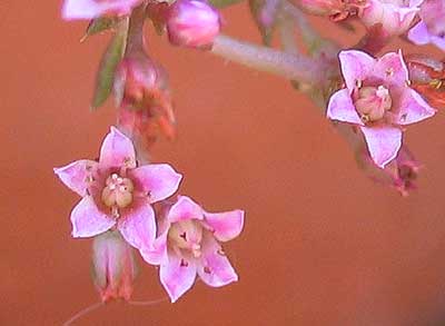 vegacactusflor40.jpg