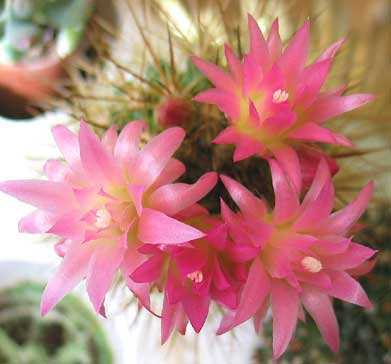 vegacactusflor41.jpg