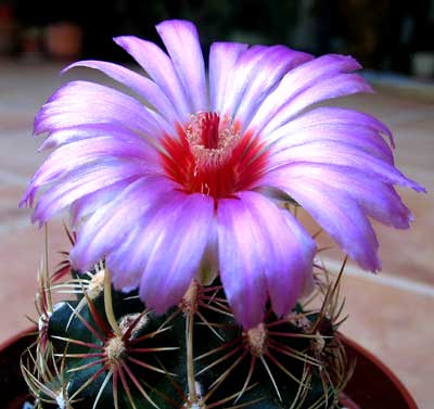 vegacactusflor42.jpg