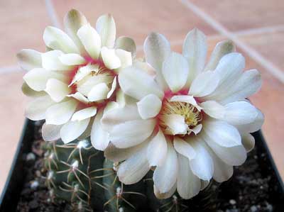 vegacactusflor43.jpg