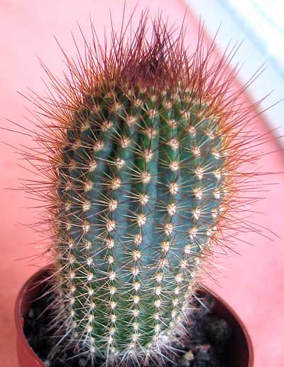 vegacactusident101.jpg
